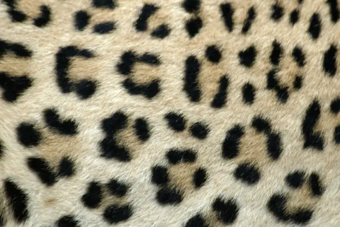 Framed Print : Leopard Print - Close-up of Coat, Namibia Framed Print : Leopard Print - Close-up of Coat, Namibia