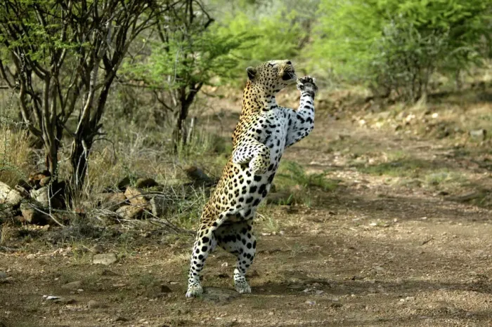 Framed Print : Leopard Print - Namibia, Africa