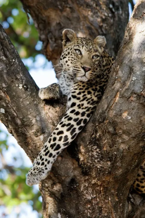 Framed Print : Leopard Print - Tree Fork Rest Framed Print : Leopard Print - Tree Fork Rest
