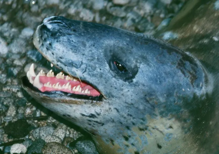 Framed Print : Leopard Seal Print - Hydrurga leptonyx Framed Print : Leopard Seal Print - Hydrurga leptonyx