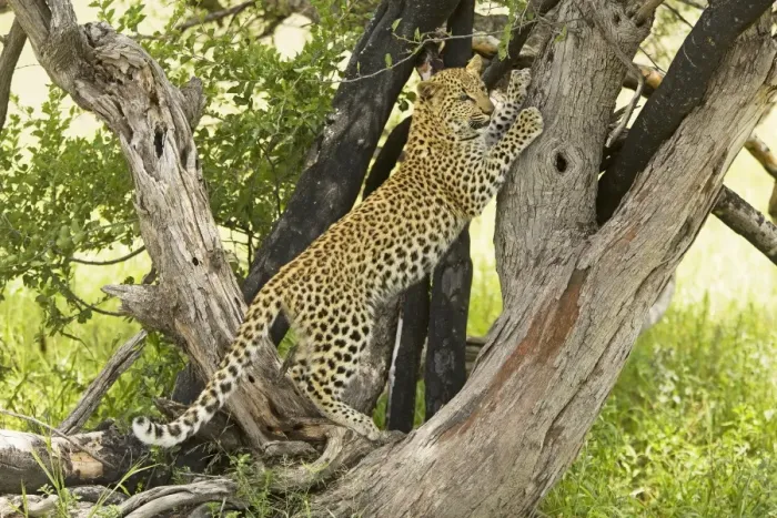 Framed Print : Leopard in Tree Print, Africa Framed Print : Leopard in Tree Print, Africa
