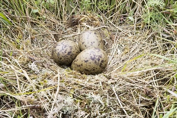 Lesser Black-backed Gull - Nest with three eggs, Suffolk, England, UK