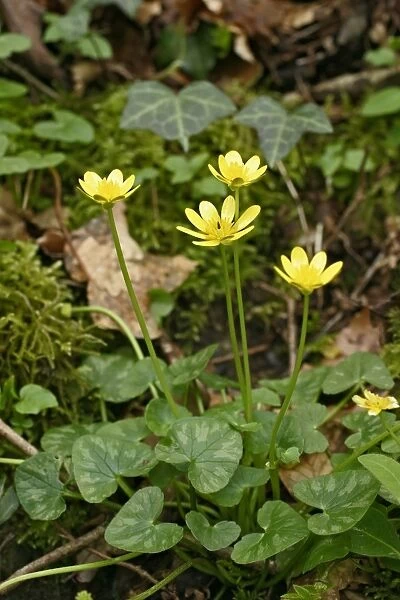 Lesser Celandine - Cluster of flowers. West Wales UK 027