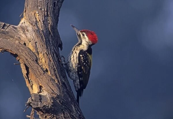 Lesser Goldenbacked  /  Golden-backed Woodpecker  /  Black-rumped Flameback - Scouting for nesting site. Keoladeo National Park, India
