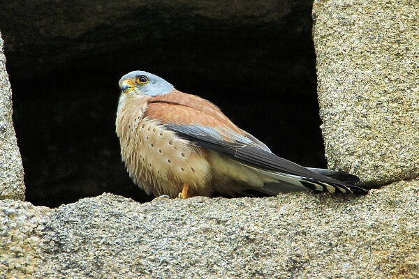 Lesser Kestrel - male, at nest entrance in church wall, Extremadura, Spain