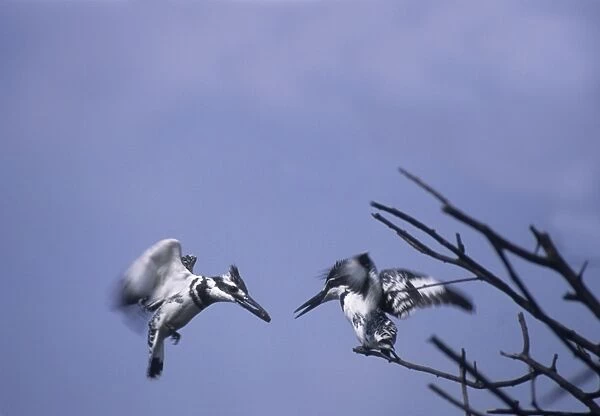 Lesser Pied Kingfishers courtship display in flight, Keoladeo National Park, India