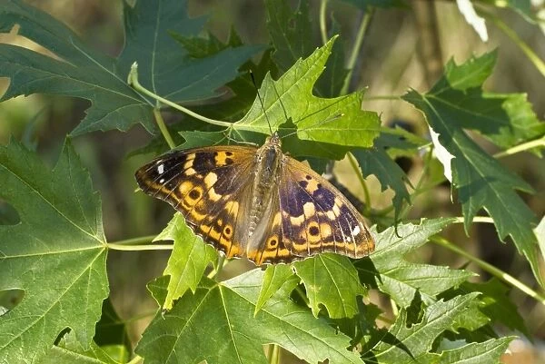 Lesser purple emperor Upperside, resting on leaves Bukk National Park Hungary