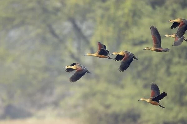 Lesser Whistling Duck - flock landing - Keoladeo Ghana National Park - Bharatpur - Rajasthan - India BI017868
