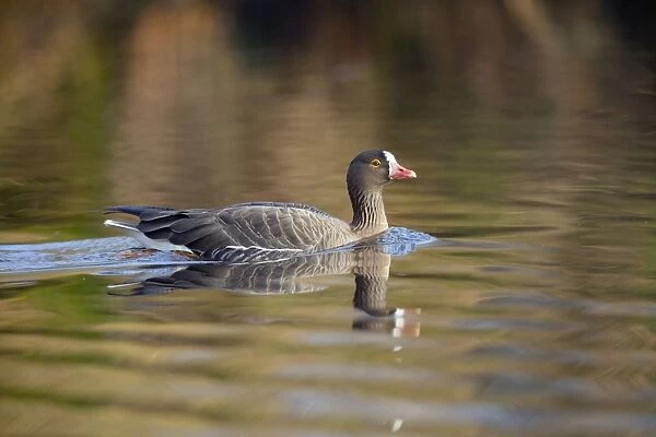 Lesser White Fronted Goose - in winter - UK
