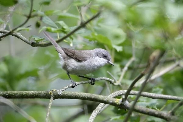 Lesser Whitethroat - perched on branch of bush in garden - lower Saxony - Germany