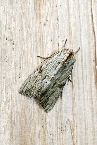 Light arches Moth - on fence - Lincolnshire - UK