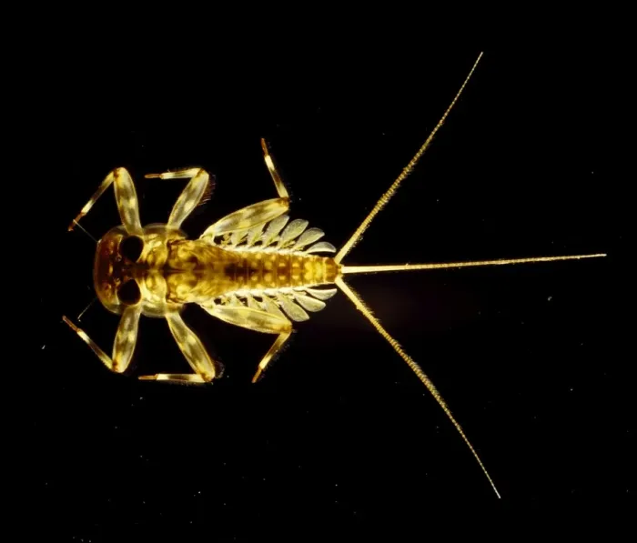 Framed Print : Flattened Mayfly Nymph Light Micrograph Print