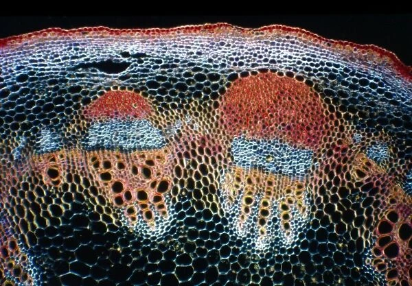 Light Micrograph (LM): A transverse section of a stem of Jerusalem artichoke (Helianthus tuberosus); Magnification x600 (on 10. 5 cm width print)