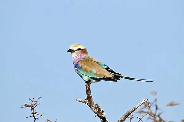Lilac-breasted Roller - perched on dead branch - Etosha National Park - Namibia