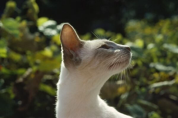 Lilac Siamese Cat