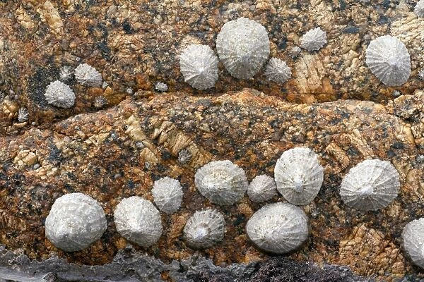Limpets - on granite rock at Sennen Cove - Land's End - Cornwall - UK
