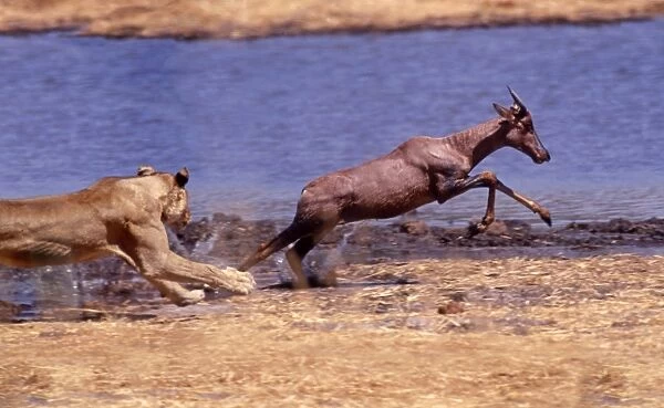Lion chasing Tsessebe CRH 978 M1 Moremi, Botswana Panthera leo & Damaliscus lunatus © Chris Harvey  / ardea. com