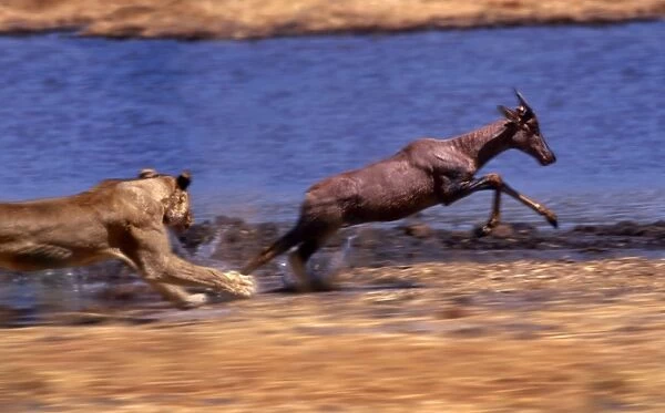 Lion chasing Tsessebe CRH 978 M2 Moremi, Botswana Panthera leo & Damaliscus lunatus © Chris Harvey  / ardea. com