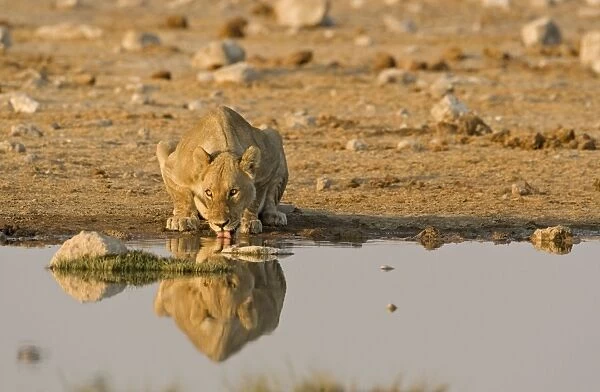 Lion Lioness drinking water Etosha National Park, Namibia, Africa