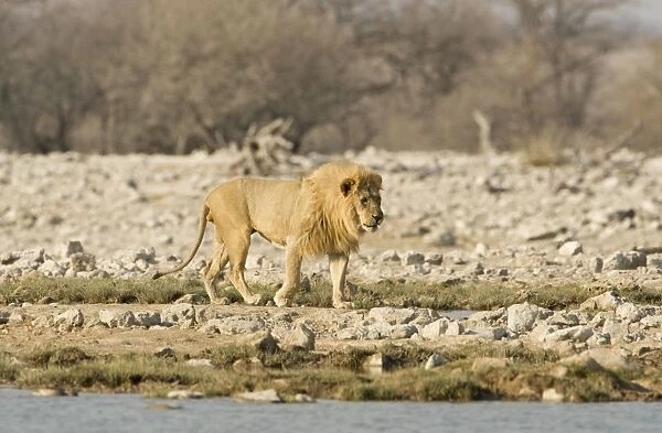 Lion Male walking beside a water hole Etosha National Park, Namibia, Africa