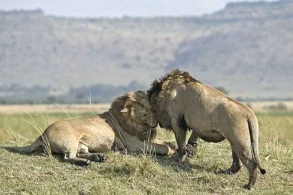 Lion - two males greeting. Kenya - Africa