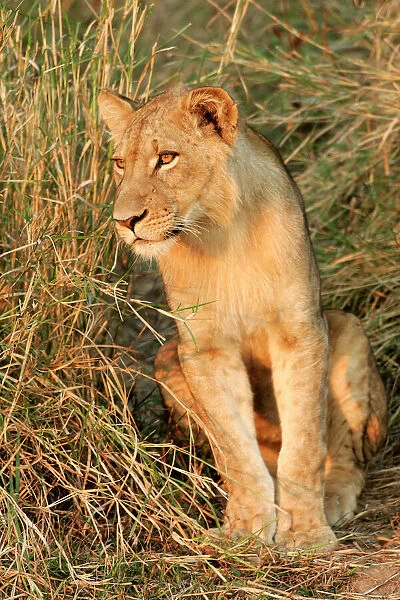 Lion. South Luangwa Valley National Park - Zambia - Africa