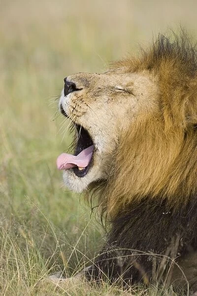 Lion - yawning - Masai Mara Triangle - Kenya