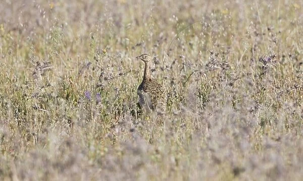 Little Bustard - female stood in grass - April - Extremadura - Spain
