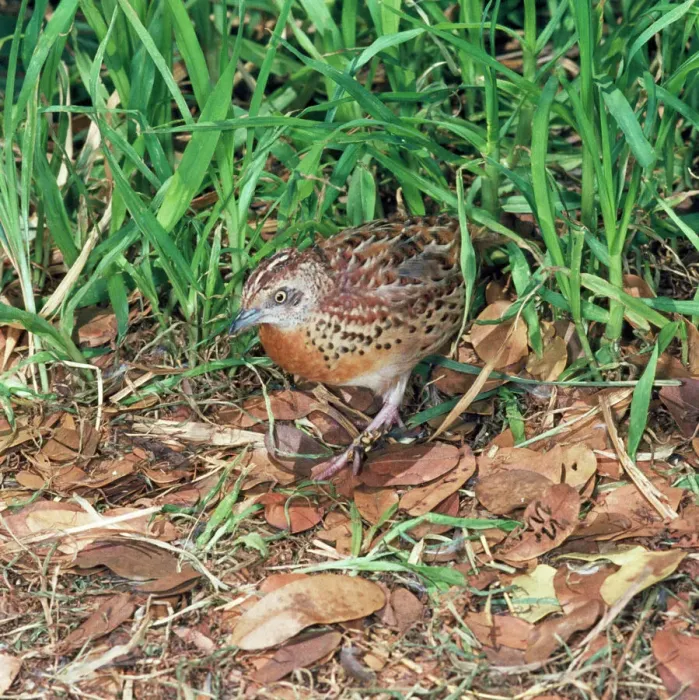 Framed Print : Little Button Quail Print (Turnix sylvatica) Framed Print : Little Button Quail Print (Turnix sylvatica)