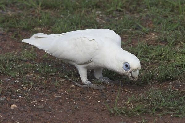 Little Corella - at roadside. Sometimes in noisy flocks of thousands Near Palmerston, Northern Territory, Australia. Found in the eastern interior of Australia with races to the north and west