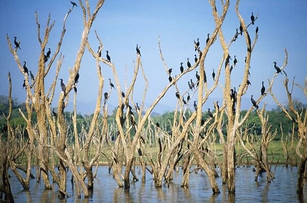 Little Cormorants Galoya National Park, Sri Lanka