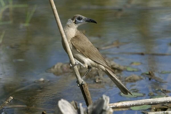 Little Friarbird Lake Moondarra, Mt Isa, Queensland, Australia