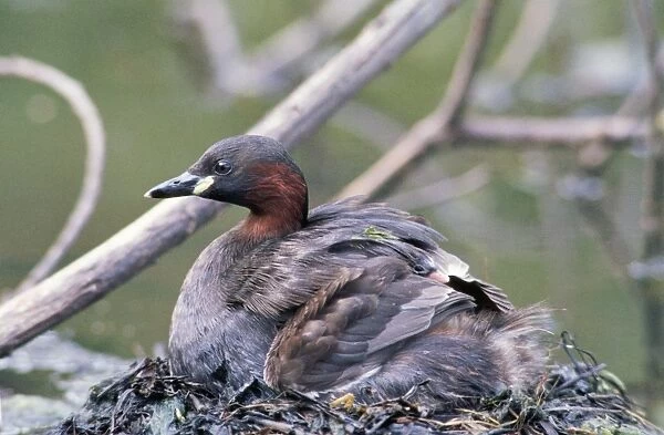Little Grebe - on nest with chick