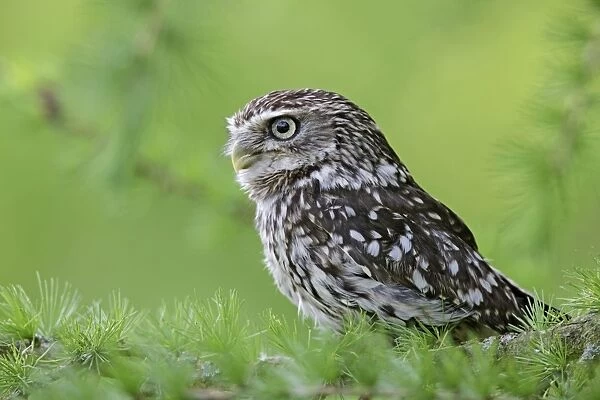 Little Owl - in larch tree - Bedfordshire - UK 007158