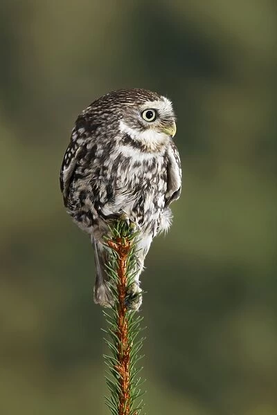 Little owl - perched on fir top Bedfordshire UK 006630