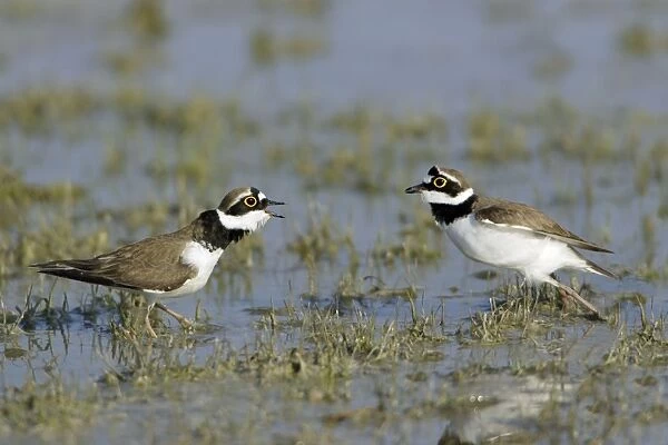 Little Ringed Plover- 2 males fighting in lake, Neusiedler See NP, Austria