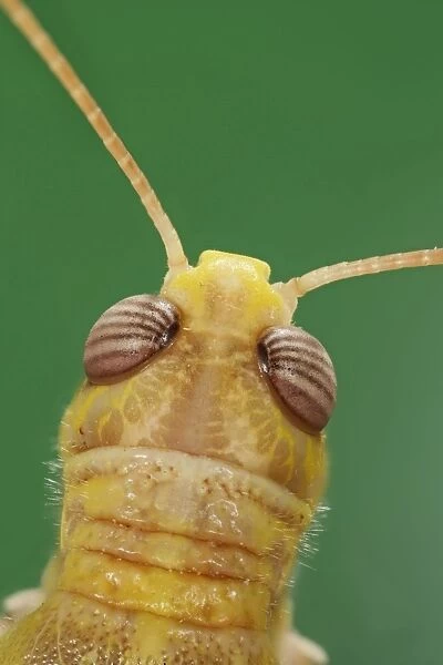 Locust – close up of head top view 003840h