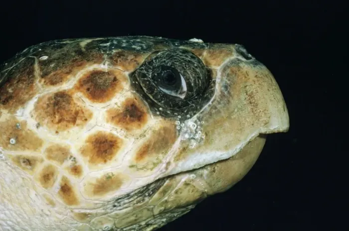 Framed Print : Loggerhead Turtle Print: Close-up Head Study, Jupiter Florida Framed Print : Loggerhead Turtle Print: Close-up Head Study, Jupiter Florida