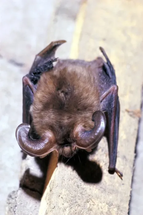 Framed Print : Long-eared Bat Print AEB-87 Framed Print : Long-eared Bat Print AEB-87