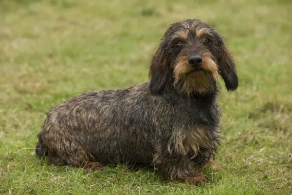 Long-Haired Dachshund  /  Teckel Dog. Also known as Doxie  /  Doxies in the US