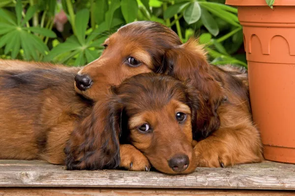 Long-Haired Dachshund  /  Teckel Dog - two puppies. Also known as Doxie  /  Doxies in the US