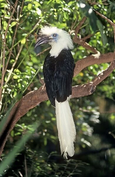 Long  /  White Crested Hronbill