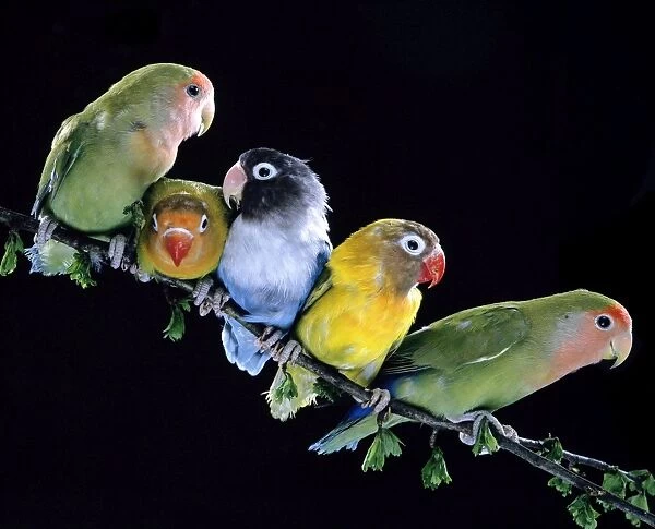 Lovebirds Together on branch
