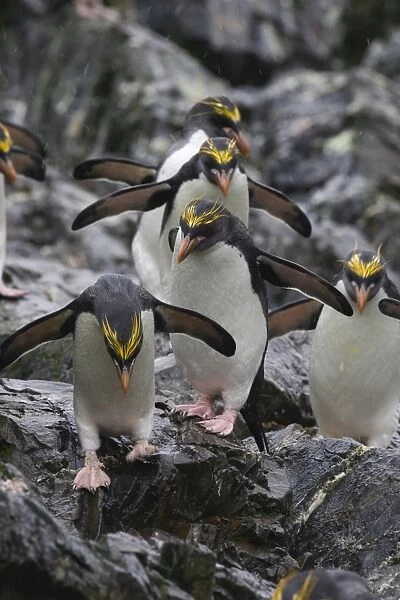 Macaroni Penguin - Climbing on rocks Hercules Bay, South Georgia