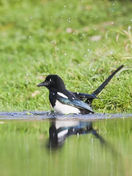 Magpie - bathing in pond - Bedfordshire UK 11940