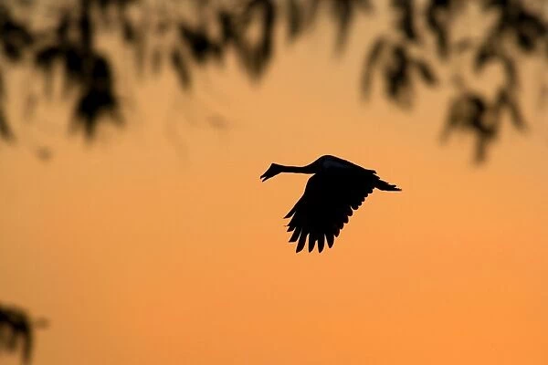 Magpie Goose - adult Magpie Goose in flight at sunset with only its silhouette visible - Northern Territory, Australia
