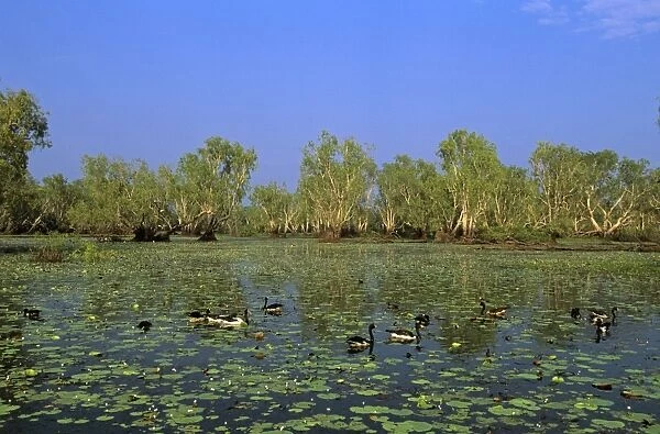 Magpie Goose - Feeding in Yellow Water, Kakadu National Park (World Heritage Area), Northern Territory, Australia JPF51422