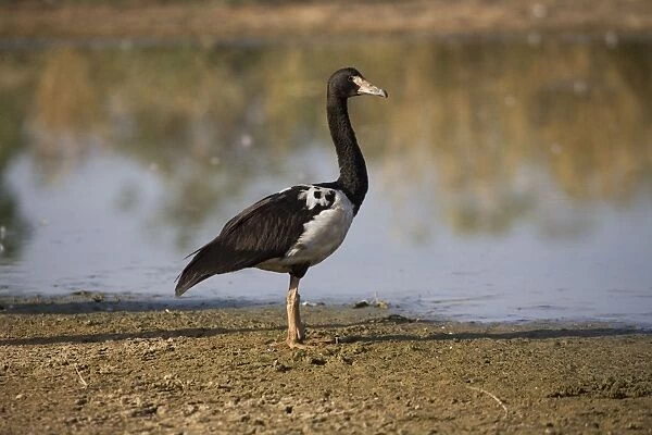 Magpie Goose At Mt Barnett sewage ponds, Gibb River Road, Kimberley, Western Australia