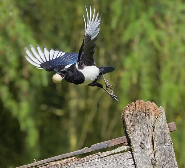 Magpie - stealing pheasants egg - in flight - Bedfordshire UK 10632
