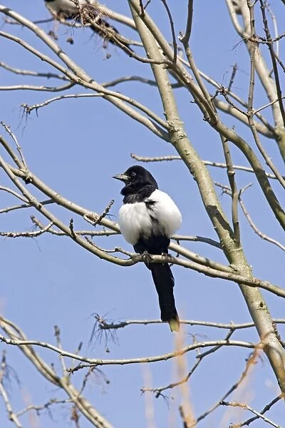 Magpie – in tree against sky Bedfordshire UK 003546